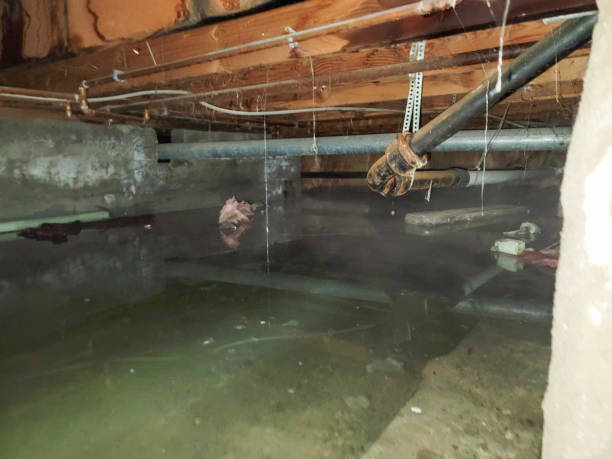 Best Local water damage restoration  in Farwell, TX